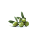 picto olive
